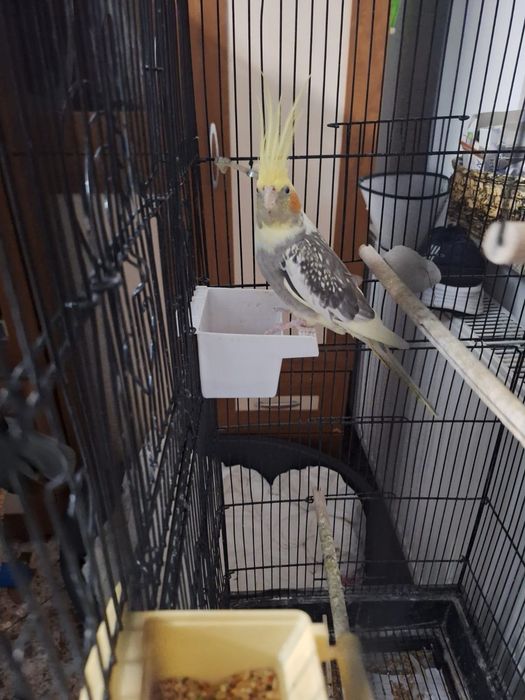 Nimfe și peruși de vânzare