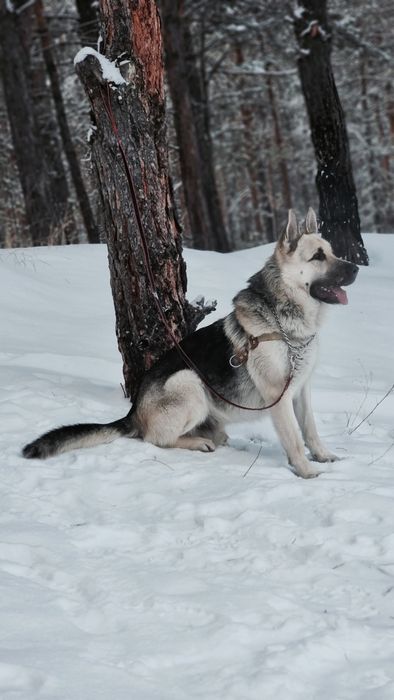 Высокопородные щенки ВЕО