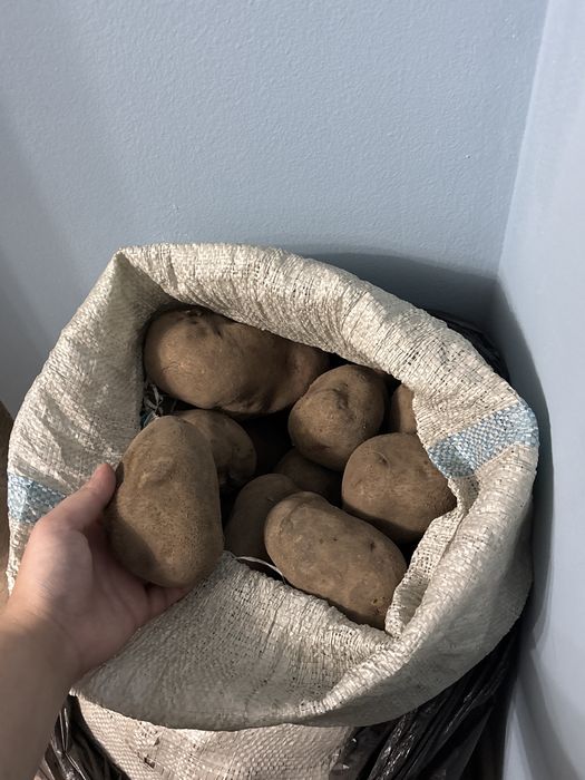 Продам мешок молодой домашней картошки