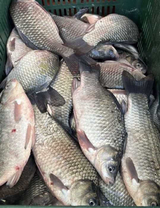 Ten viu pentru populari