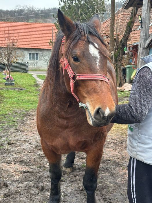 Vănd mânză de doi ani jumate