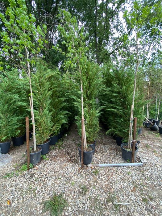 Conifere la ghiveci plantare în orice perioada a anului