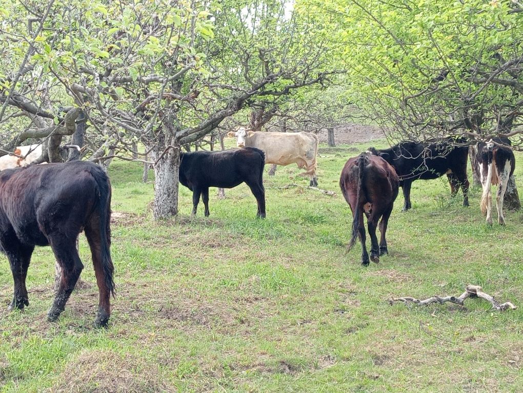 Vaci de vânzare de lapte și de carne