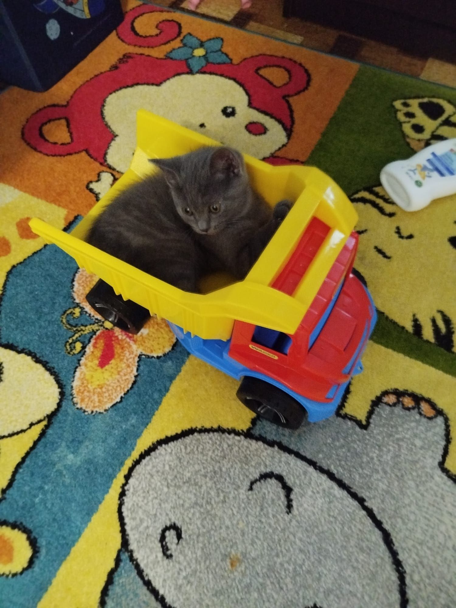 Британски котета