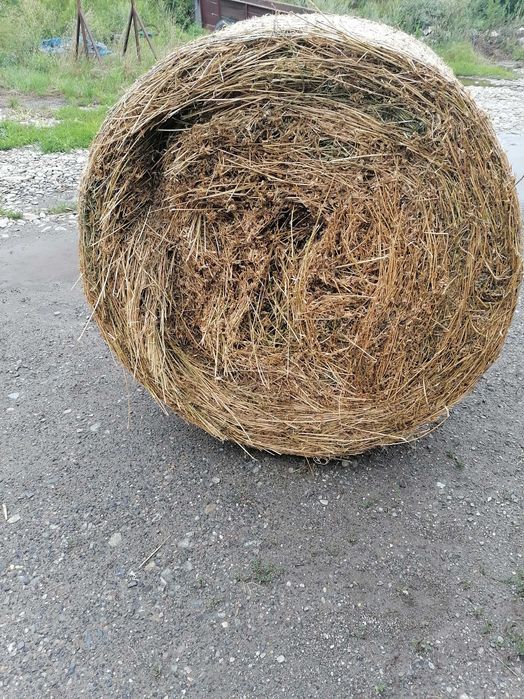 Baloti lucernă de vânzare