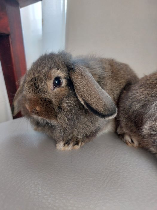 Pereche iepuri berbec pitic,pui