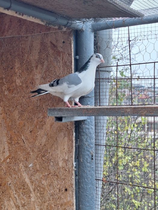 De vanzare porumbei jucători de galati