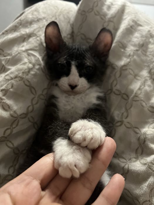 Сфинкс эльф плюшевый