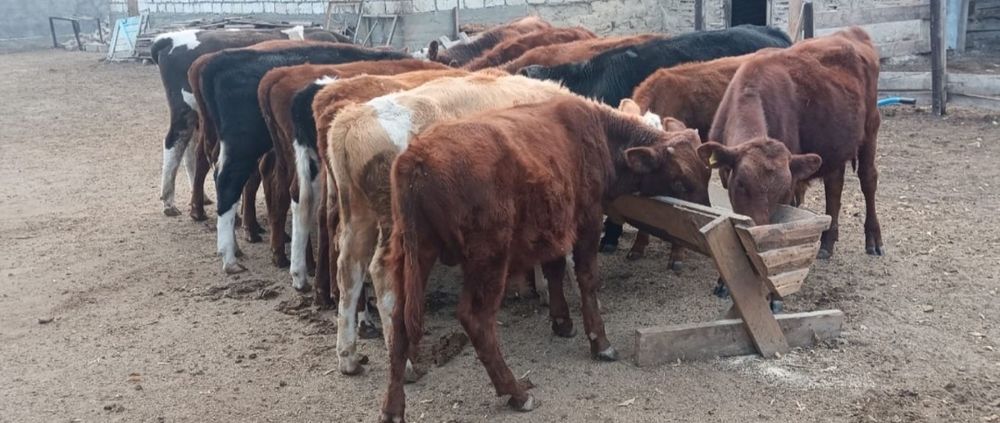 Баспак 1.5 жасар