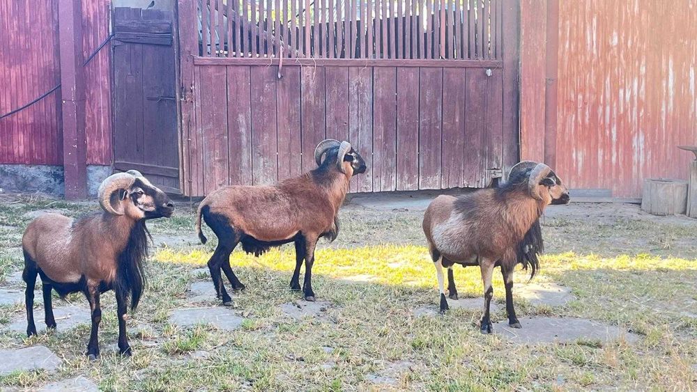 Berbec\oaie Camerun de vanzare