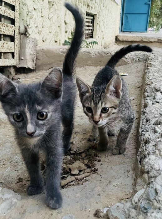 Котята домашние