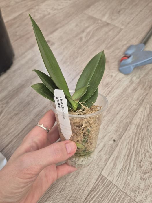 Орхидея Минимарк MiniMark