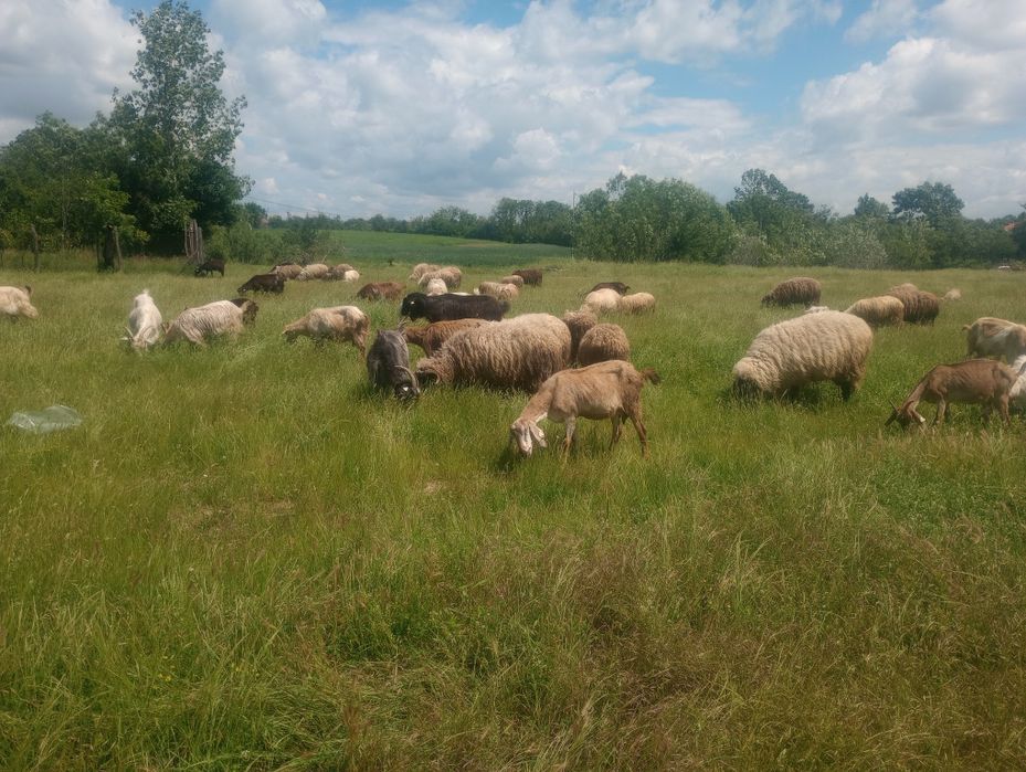 Oiii de vânzare pe alese preț negociabil