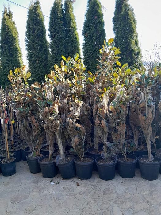 Plante ornamentale pentru gradina, magnolia ,tuia,ewudimus, photinia
