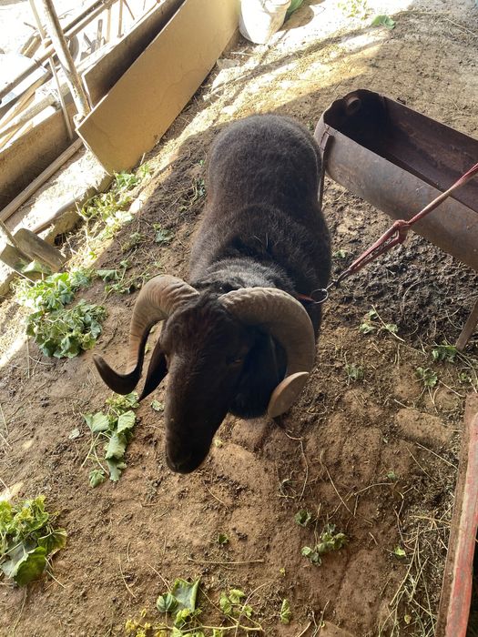 Qora qochqor sotiladi