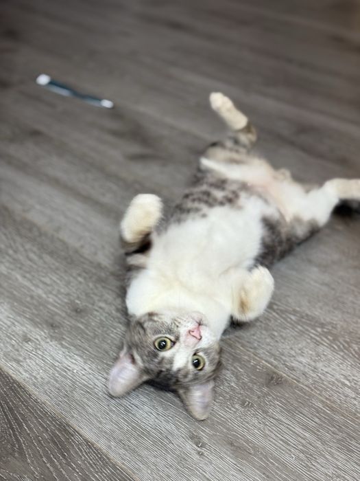 Отдам котенка в самые ответственные руки