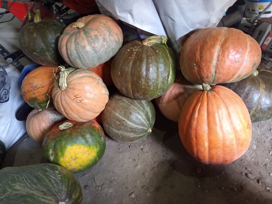 Продам оптом тыкву