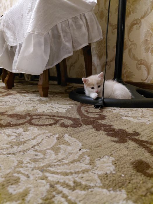 Mushuk bolalari srochna sotiladi