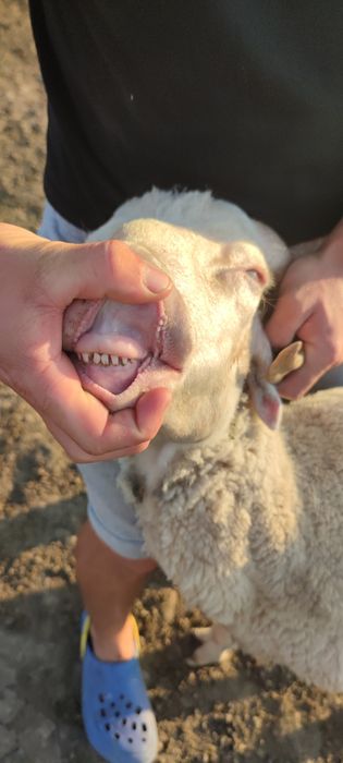 Berbeci ciuli (fara urechi) de vanzare