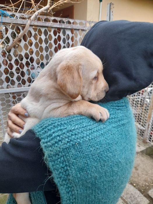 Donez puiuț Labrador