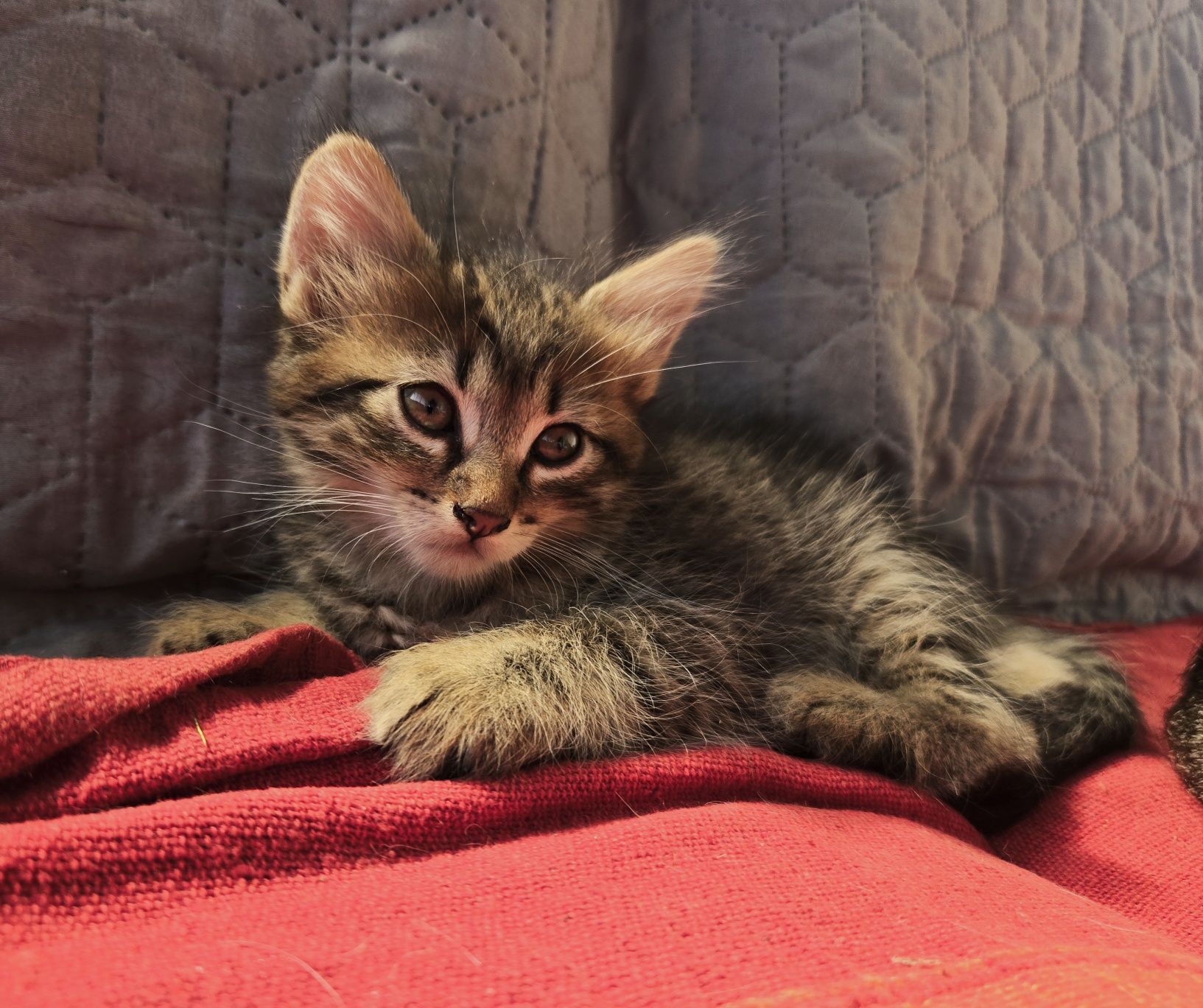 Dau spre ADOPȚIE pui de pisica