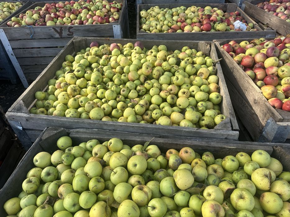 Vand mere pentru tuica/ suc