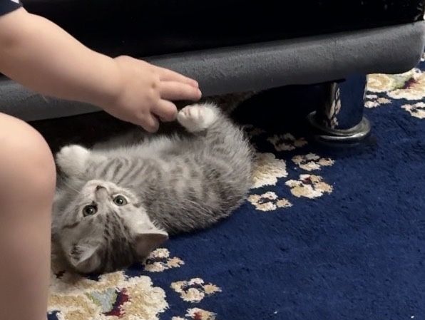 Продается чистокровный Скотиш Страйт