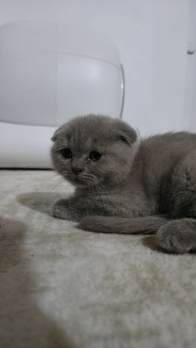 British scottish fold lila