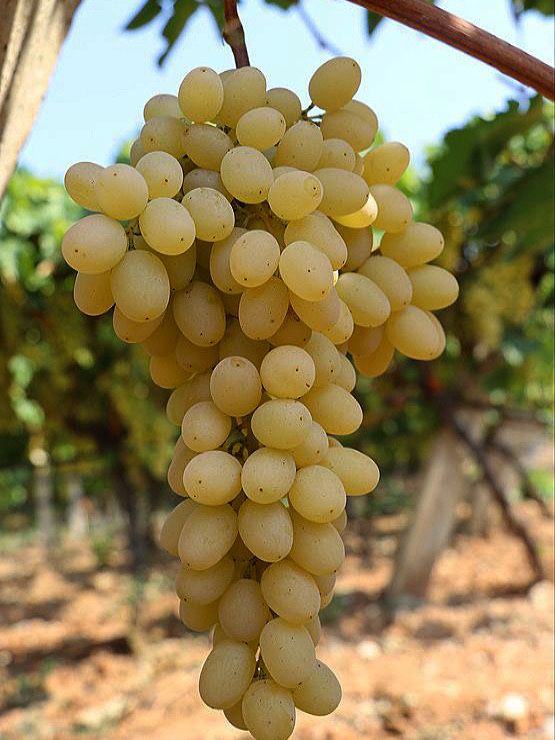 Struguri de masa si de vin Podgoria Panciu