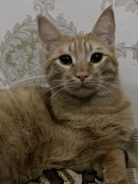 Ищу любящую семью для особенного рыжего котика — Апельсина