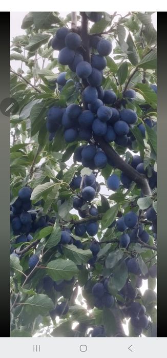 Prune de vanzare