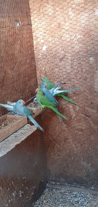 Vând micul alexandru