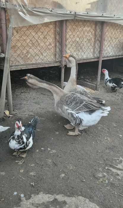 Vând gaste metis holmogor