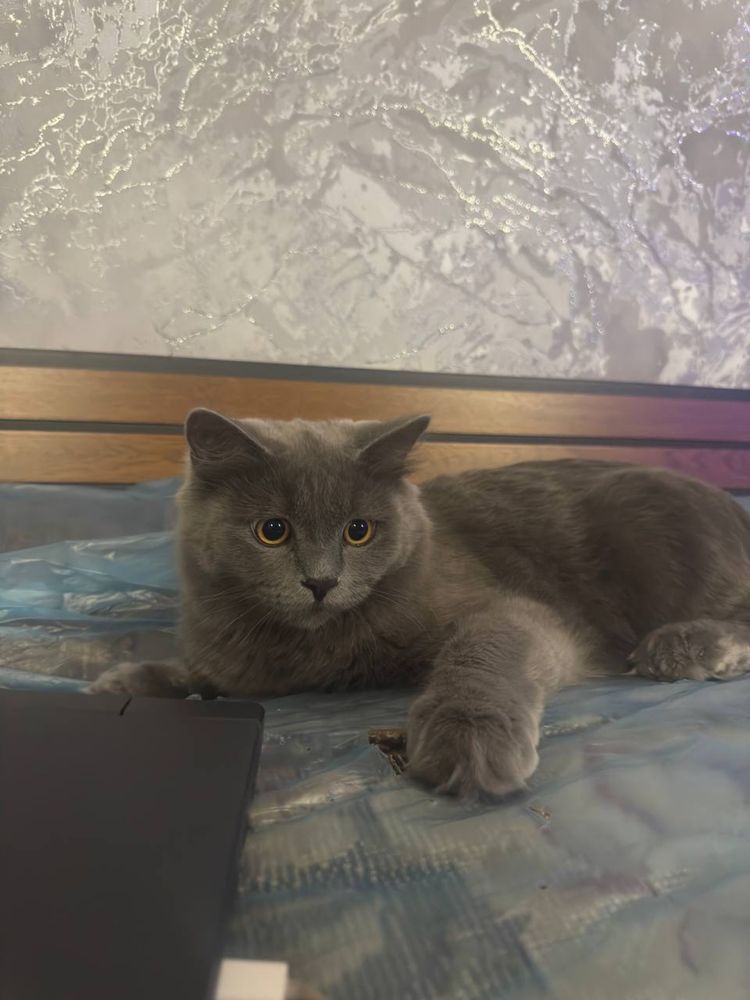 Котенок британец