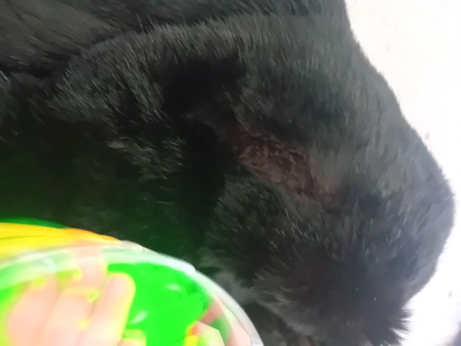 Haina blana naturala