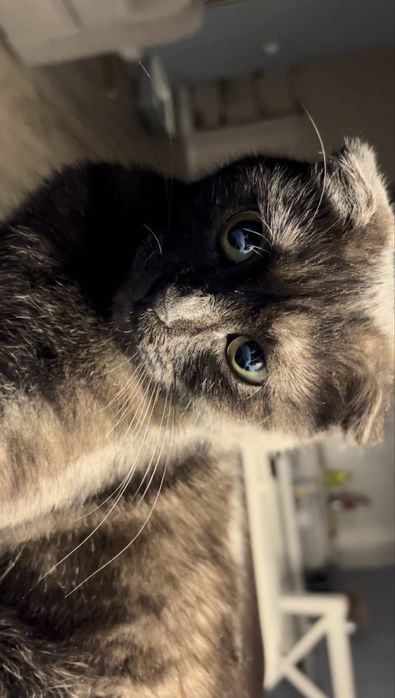 Отдам кошку в хорошие руки