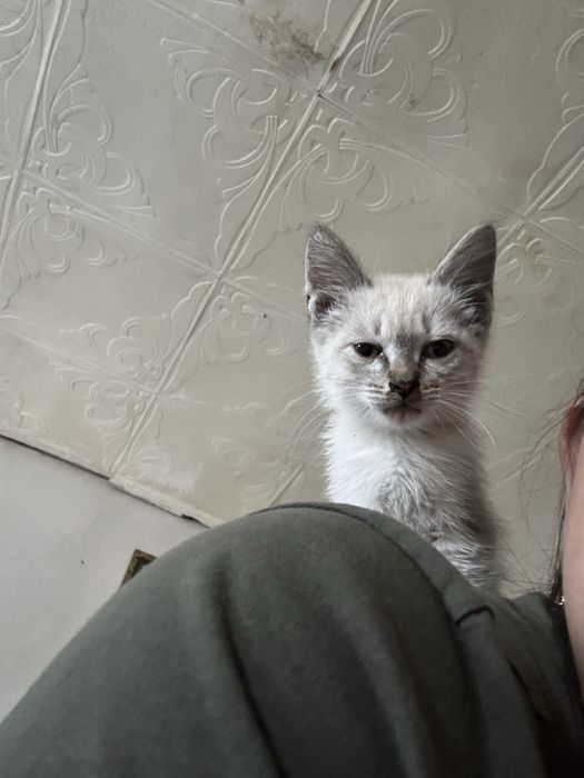 Отдам котенка в добрые руки.