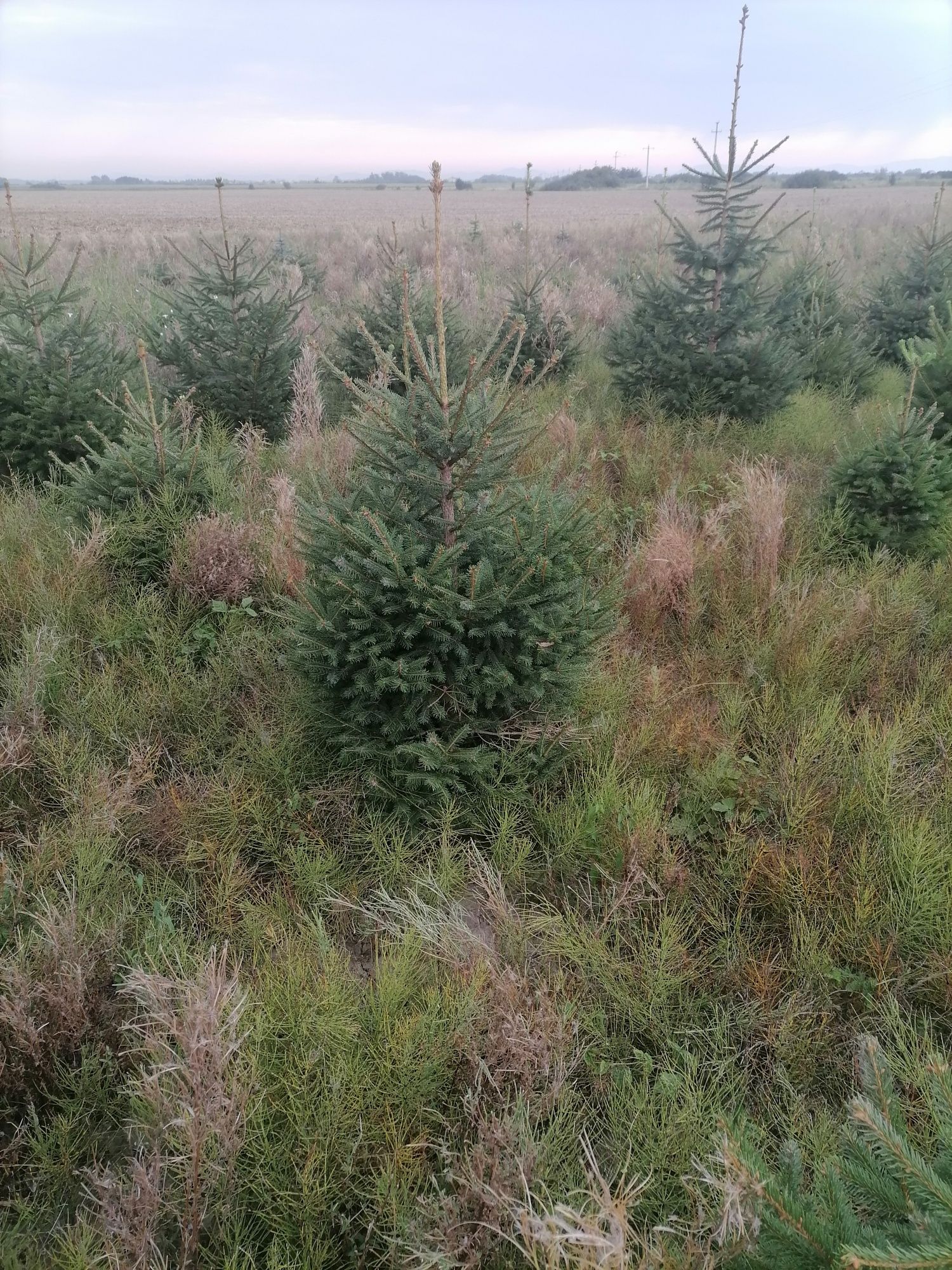 Vand brazi cu radacina pentru plantare