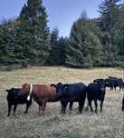 Vand 10 Vaci Angus Tinere Cu Certificat