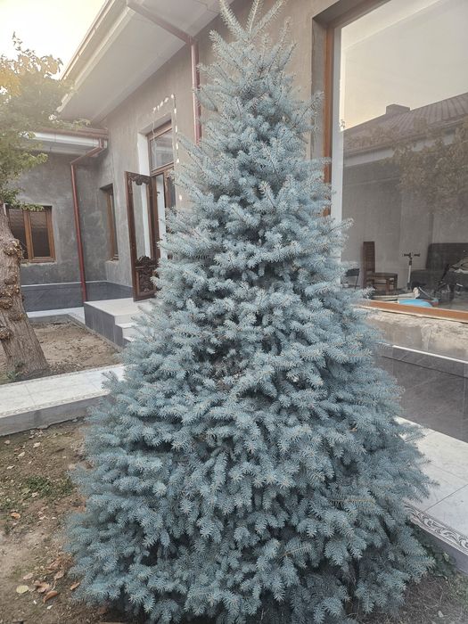 Голубой ель Ёлка