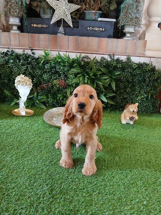 Cocker Spaniel 2 luni sănătos și jucăuș