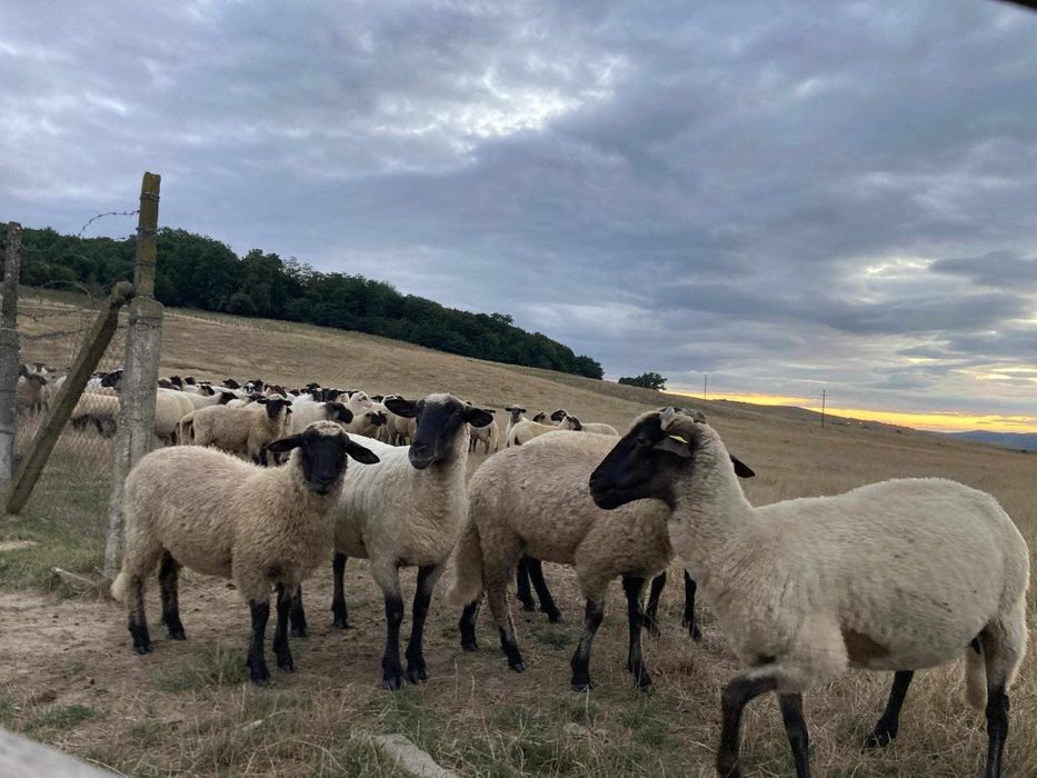 Vând oi țigăi 40 bucăți