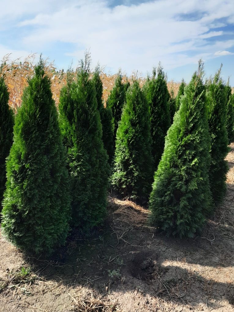 Vând tuia thuja smaragd diferite dimensiuni