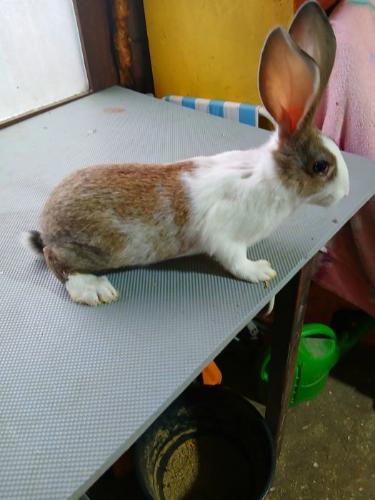 Hycole francez mascul 2,5 luni