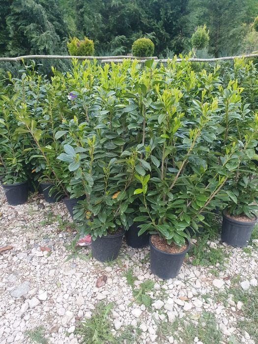 Prunus Laurocerasus calitate extra, Tuia columnaris, mesteacăn, plante