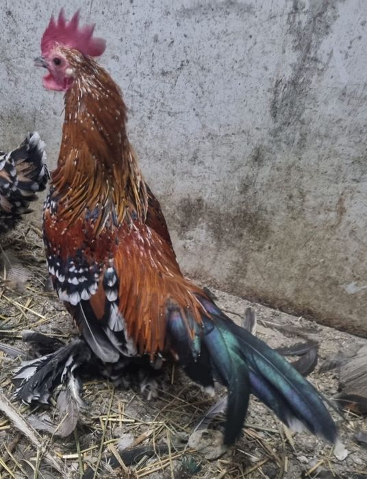 Cocoșei mii de flori