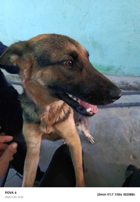 Немис овчаркаси, 1,5 ёш, ургочи,