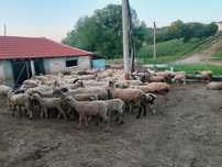 Продават се овцете и агнета