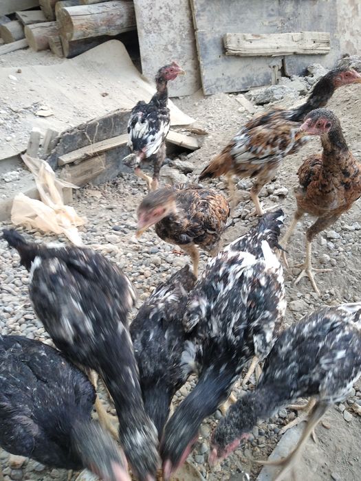 Дакан ва шалпанг жужаси сотилади