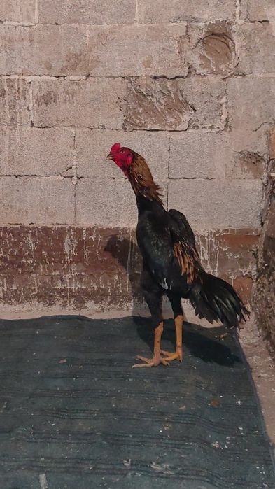 Дакан Апрельский